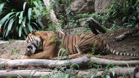 Vignette du programme télé Le Zoo de San Diego
