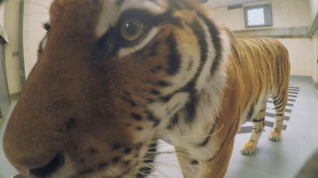 Vignette du programme télé Le Zoo de San Diego