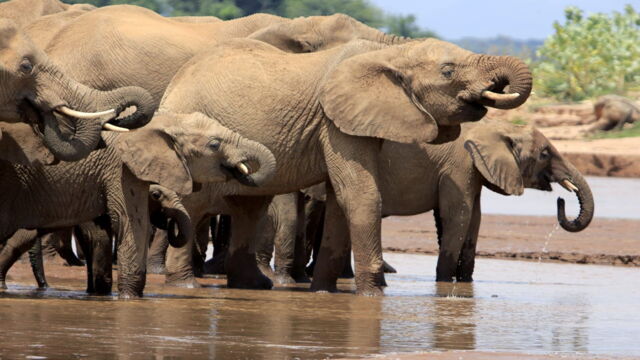 Vignette du programme télé Kenya : au rythme des pluies