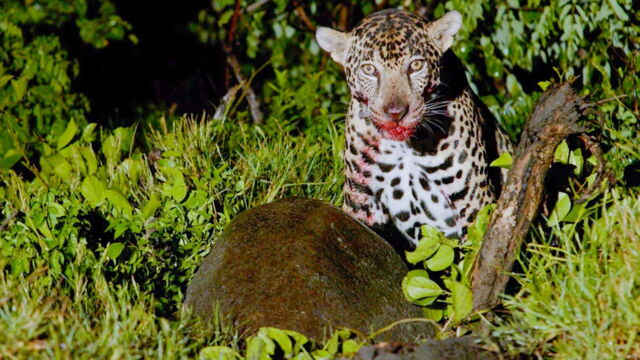 Vignette du programme télé Les animaux, sauveurs des forêts tropicales