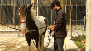 Vignette du programme télé Au galop ! S6 (n°12)