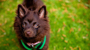 Vignette du programme télé Dog House : un chien pour la vie (Namasté) S5 (n°7)