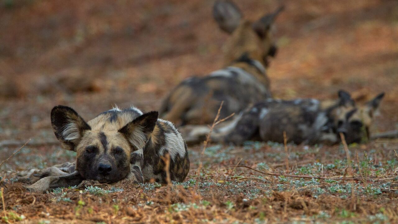Vignette du programme télé Sur la piste des chiens sauvages d'Afrique