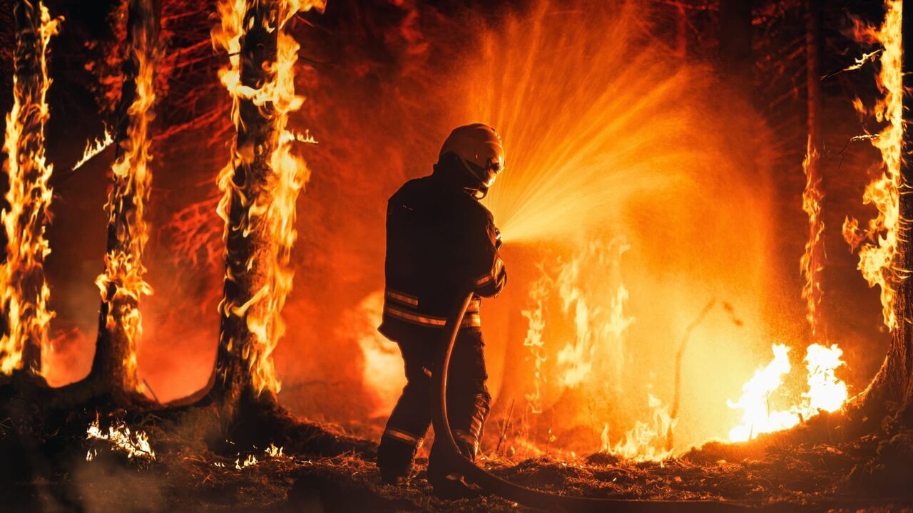 Vignette du programme télé Sauvons nos forêts