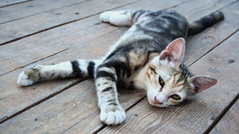 Vignette du programme télé La vie secrète des chats