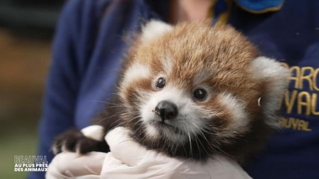 Vignette du programme télé Beauval, au plus près des animaux - Saison 1