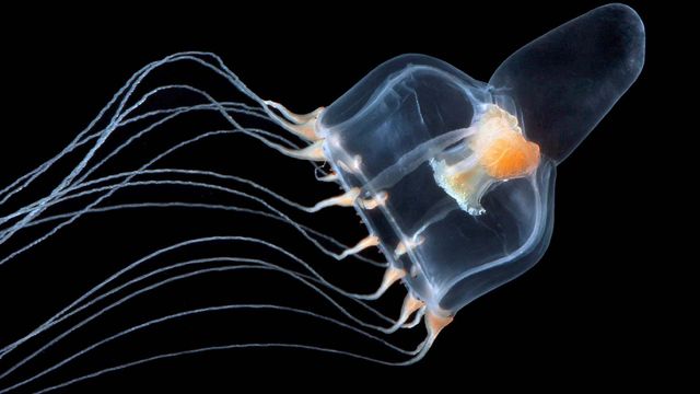 Vignette du programme télé Méduses : Les souveraines des océans