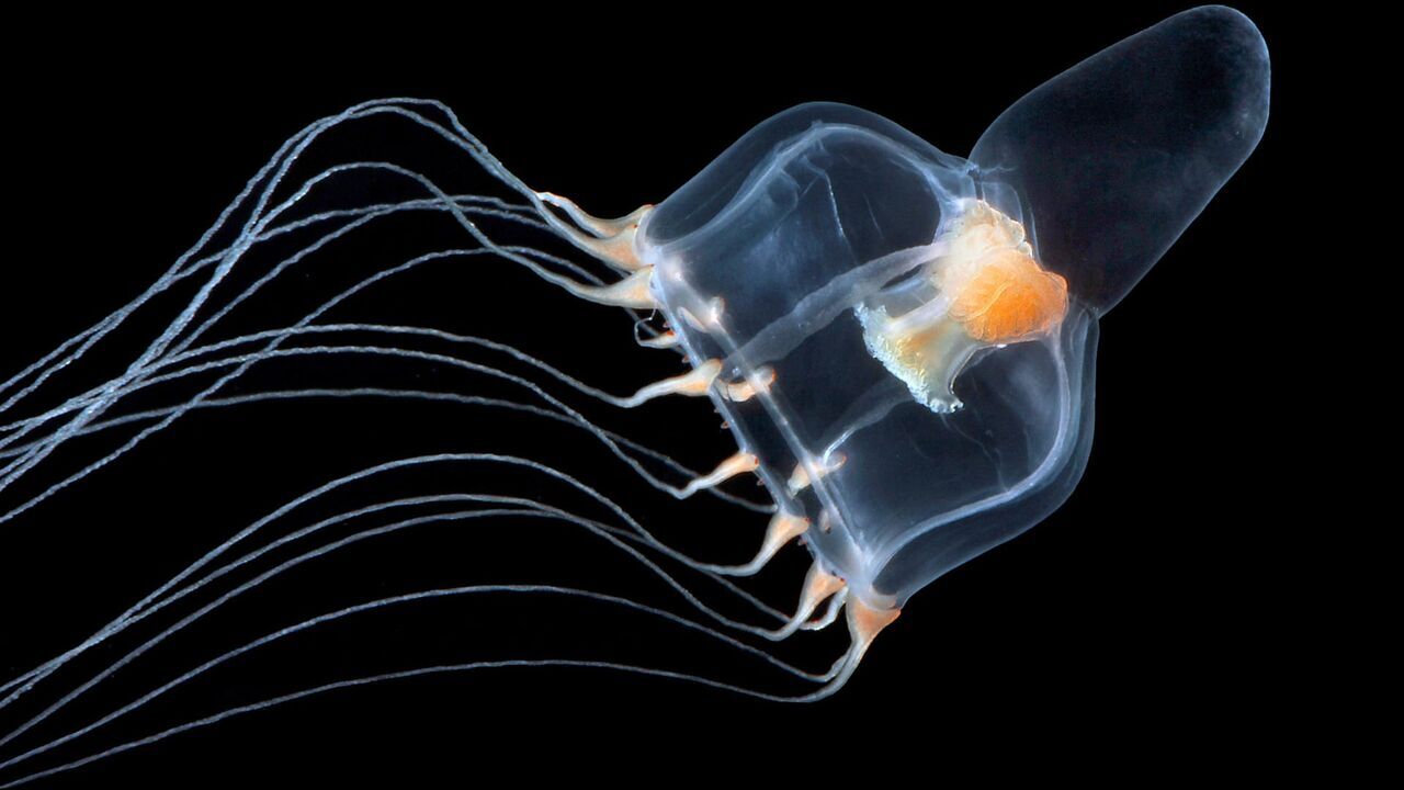 Vignette du programme télé Méduses : Les souveraines des océans