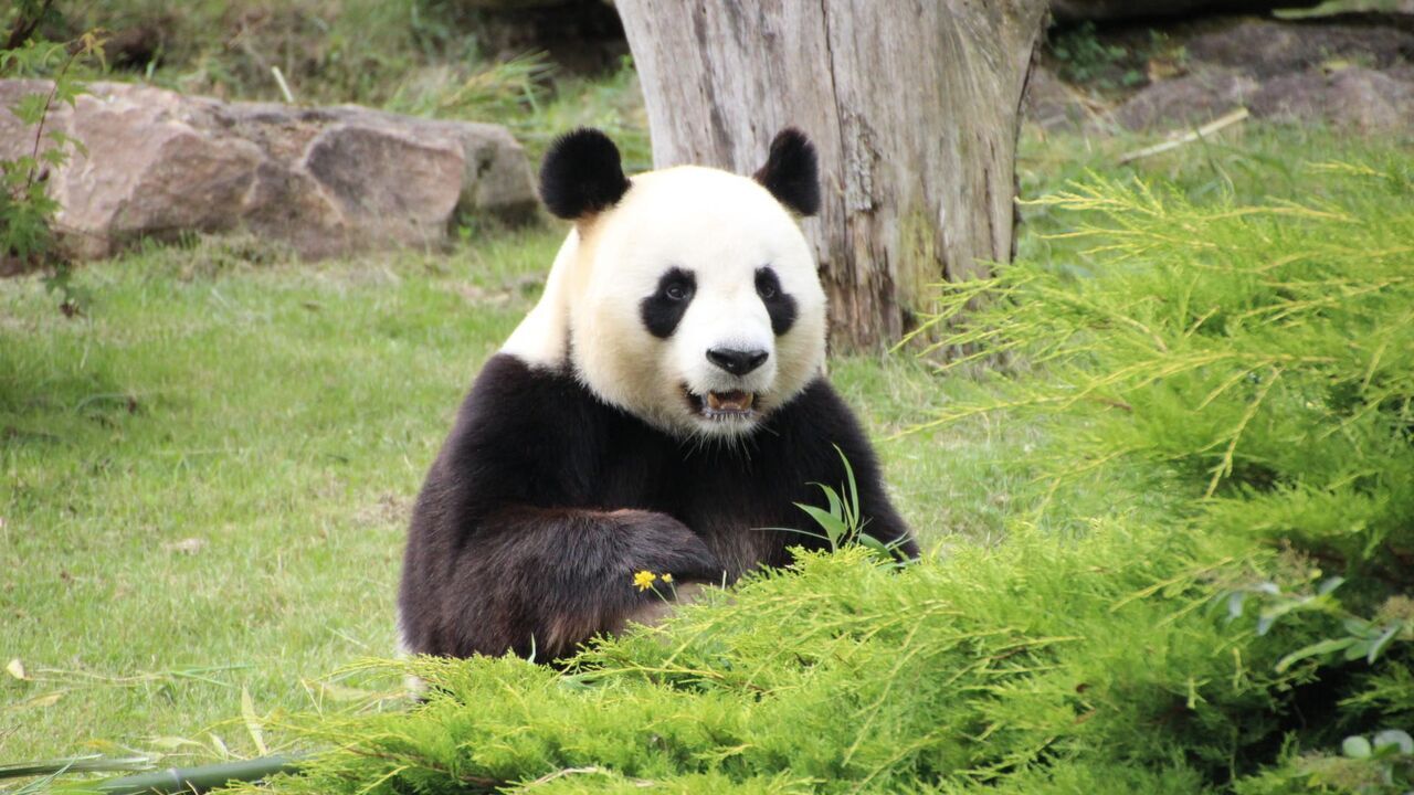 Vignette du programme télé Beauval, au plus près des animaux