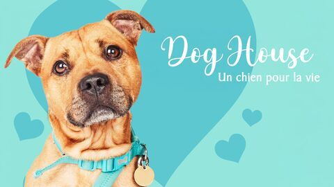 Vignette du programme télé Dog House : un chien pour la vie