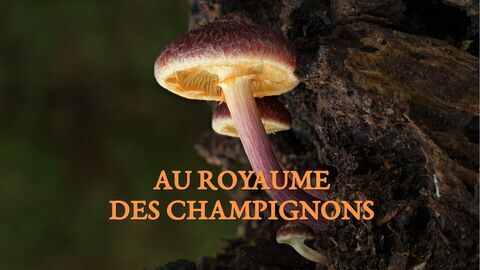 Vignette du programme télé Au royaume des champignons
