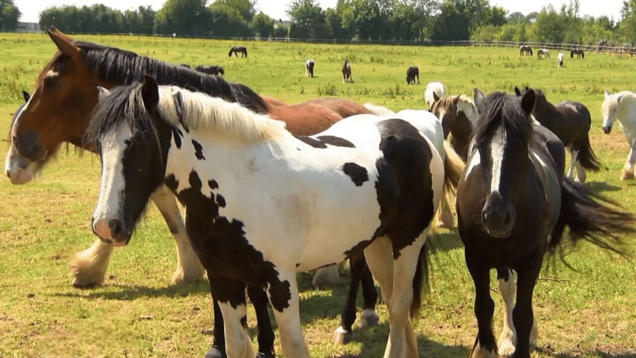 Vignette du programme télé Au galop !