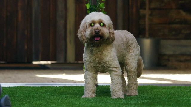 Vignette du programme télé Dog House : un chien pour la vie - Saison 5