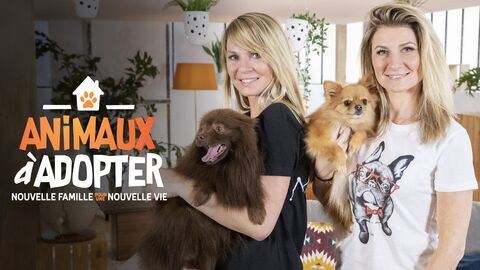 Vignette du programme télé Animaux à adopter : nouvelle famille pour une nouvelle vie