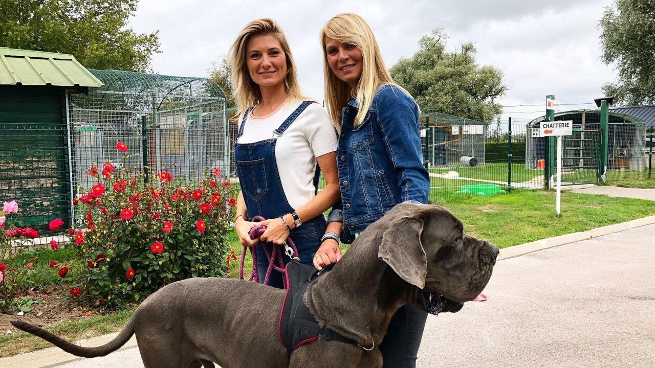 Vignette du programme télé Animaux à adopter : nouvelle famille pour une nouvelle vie