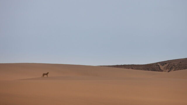 Vignette du programme télé Les lionnes de Namibie : Reines de la côte des Squelettes