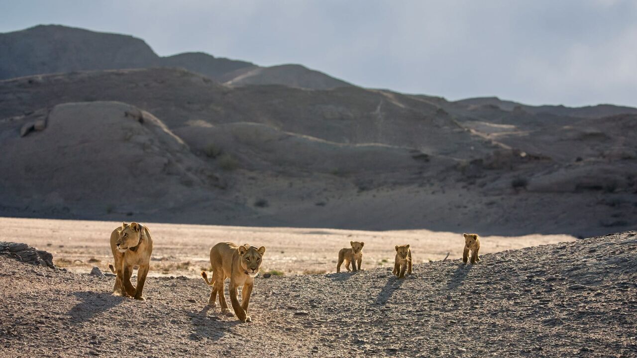 Vignette du programme télé Les lionnes de Namibie : Reines de la côte des Squelettes