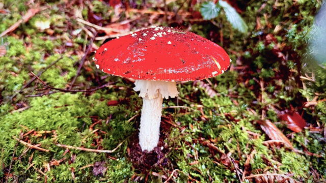 Vignette du programme télé L'amanite tue-mouche : Champignon mythique ou toxique ?