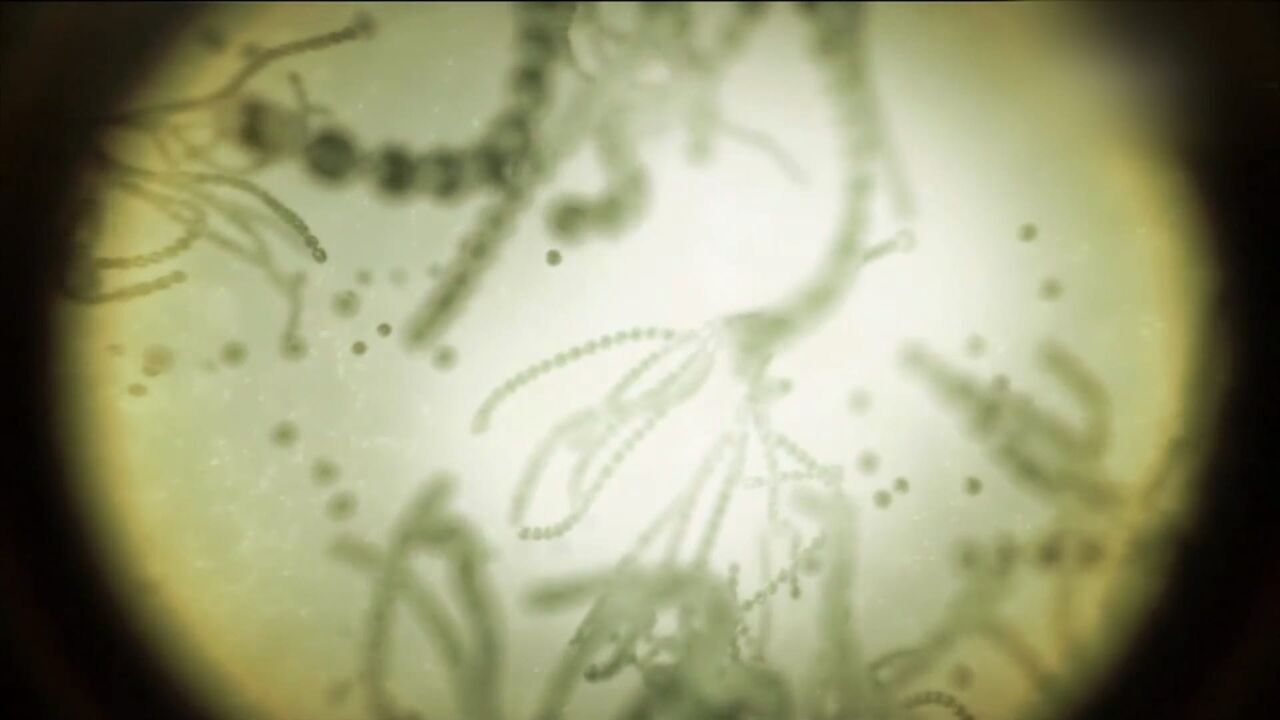 Vignette du programme télé Pasteur et Koch : Un duel de géants dans le monde des microbes