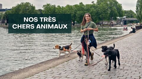 Vignette du programme télé Nos très chers animaux