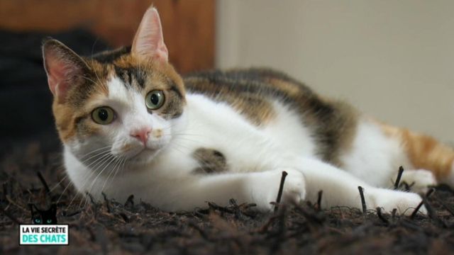 Vignette du programme télé La vie secrète des chats - Saison 3