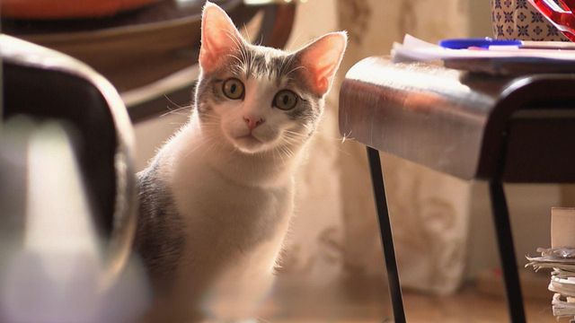 Vignette du programme télé La vie secrète des chats - Saison 2