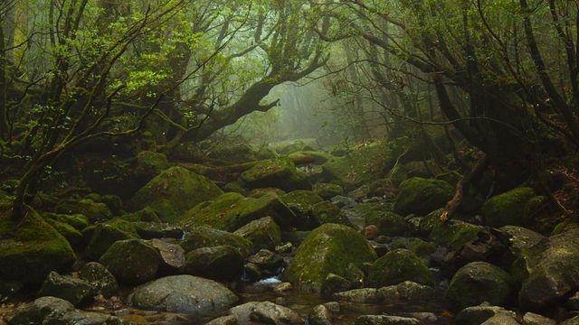 Vignette du programme télé Merveilles de la nature - Saison 1