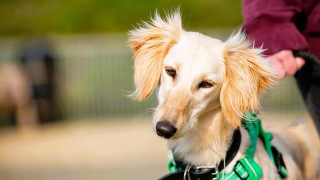 Vignette du programme télé Dog House : un chien pour la vie - Saison 5