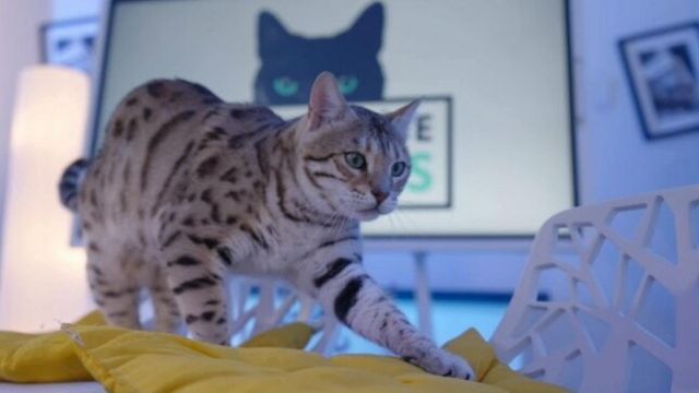 Vignette du programme télé La vie secrète des chats - Saison 4