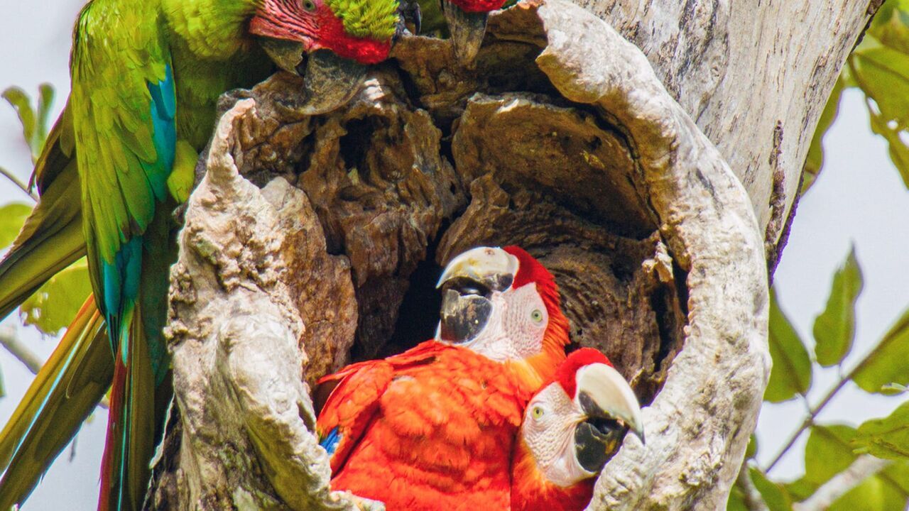 Vignette du programme télé Les animaux, sauveurs des forêts tropicales