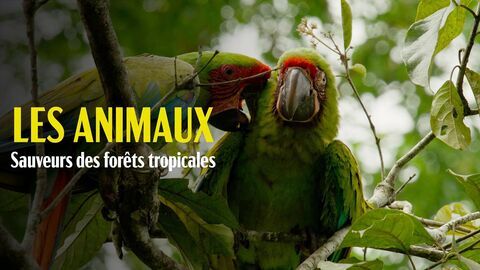 Vignette du programme télé Les animaux, sauveurs des forêts tropicales