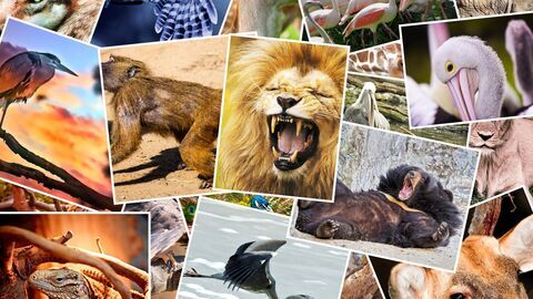 Vignette du programme télé Les perroquets, ces nouveaux envahisseurs