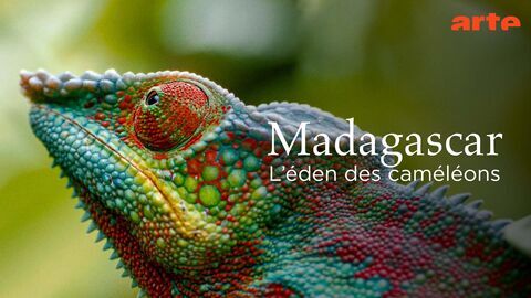 Vignette du programme télé Madagascar ou le grand carnaval des caméléons
