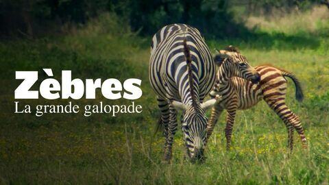 Vignette du programme télé Zèbres, la grande galopade