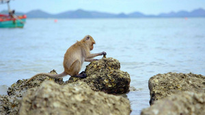 Vignette du programme télé Primates (L'union fait la force) S1 (2/3)