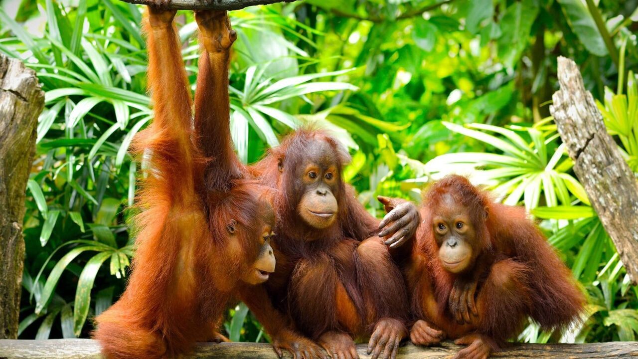 Vignette du programme télé Primates