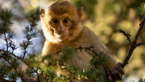 Vignette du programme télé Primates (Secrets de survie) S1 (1/3)