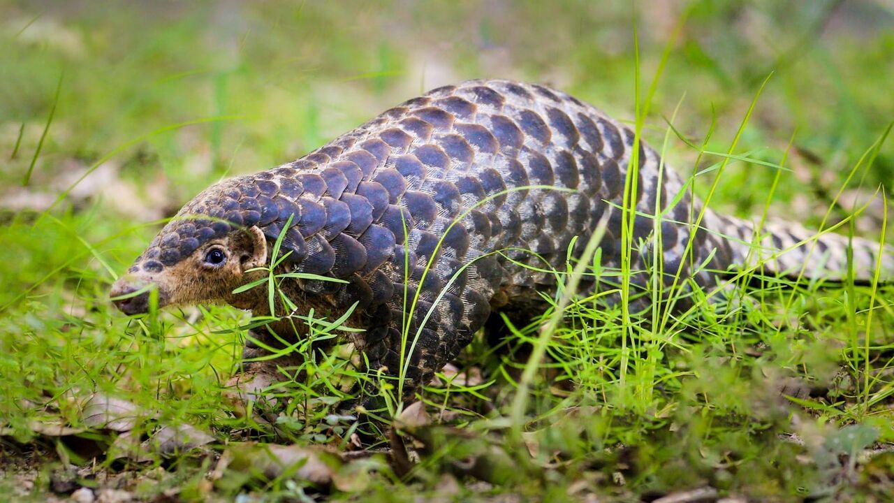 Vignette du programme télé Baishanzu, un sanctuaire pour la biodiversité