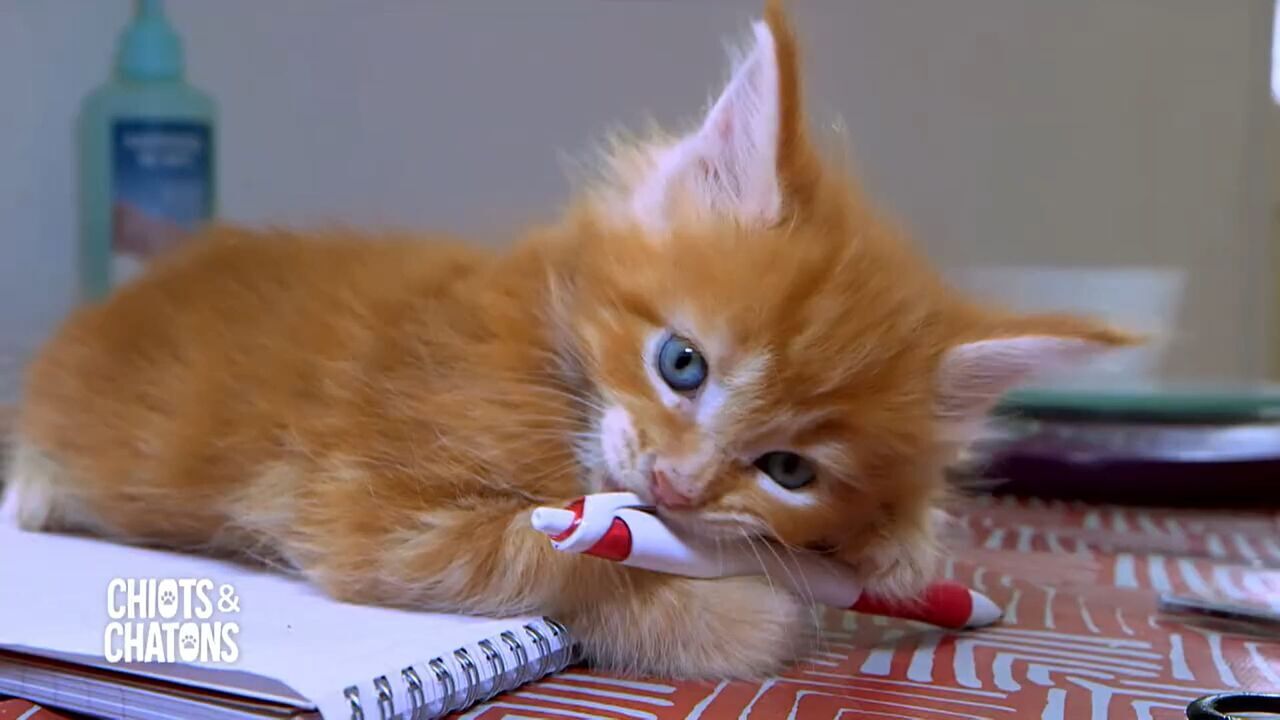 Vignette du programme télé Chiots & chatons, 3 mois pour devenir grand