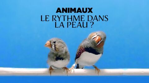 Vignette du programme télé Animaux : Le rythme dans la peau ?