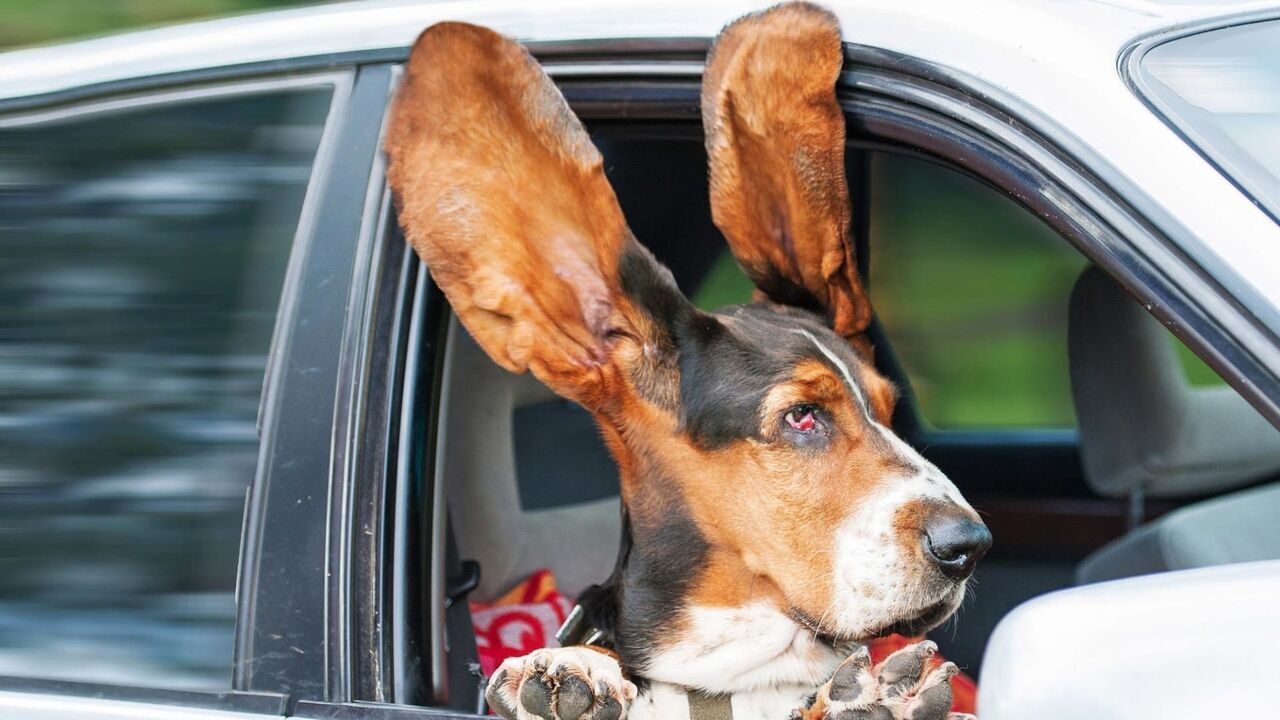 Vignette du programme télé Le grand bêtisier des animaux
