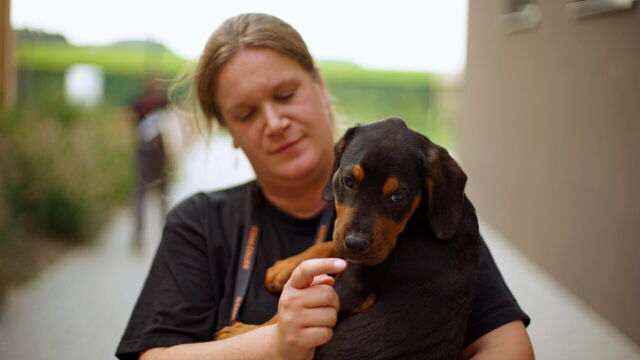 Vignette du programme télé Chiens et chats sans collier