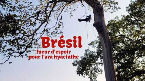 Vignette du programme télé Brésil : lueur d'espoir pour l'ara hyacinthe