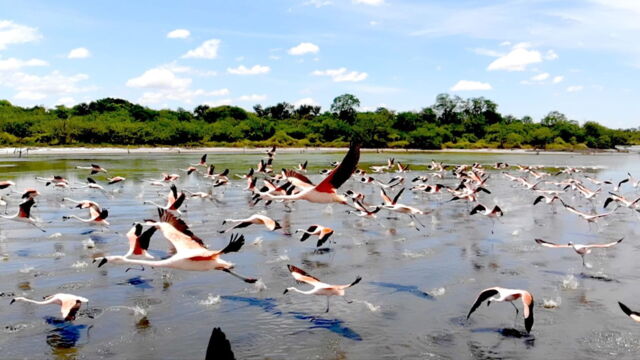 Vignette du programme télé Le Paraguay sauvage