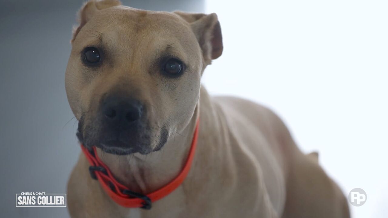 Vignette du programme télé Chiens et chats sans collier