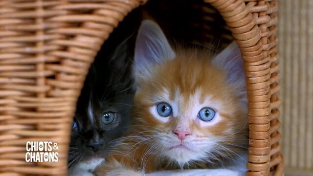 Vignette du programme télé Chiots & chatons, 3 mois pour devenir grand