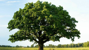 Vignette du programme télé La civilisation des arbres (Les pins des Andes)
