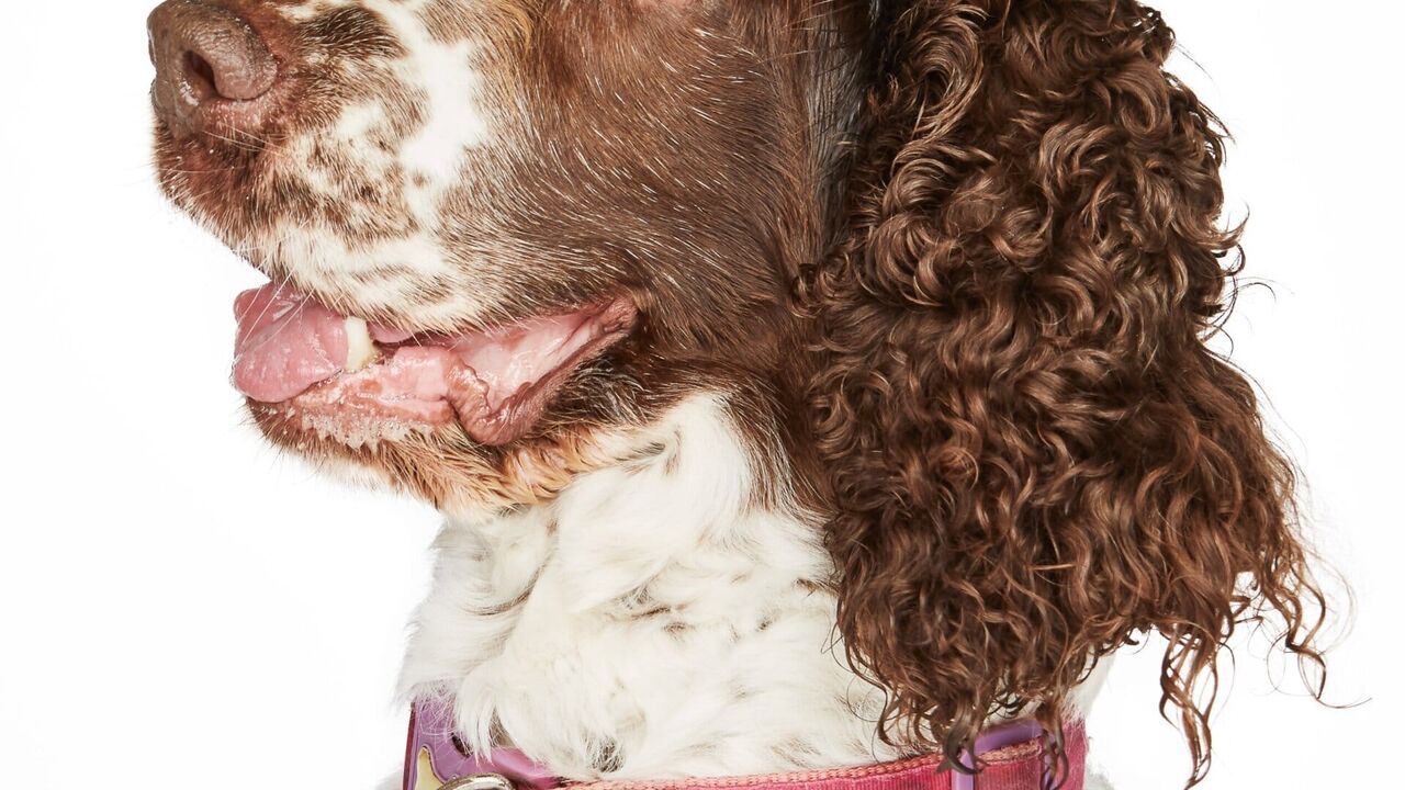 Vignette du programme télé Dog House : un chien pour la vie
