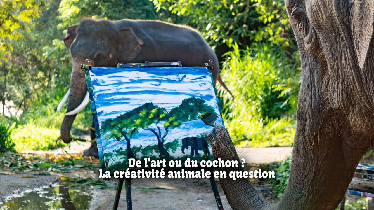 Vignette du programme télé De l'art ou du cochon ? La créativité animale en question