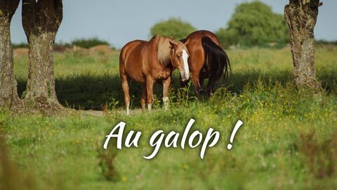 Vignette du programme télé Au galop !